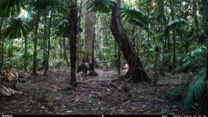 Camera Traps - May 2025