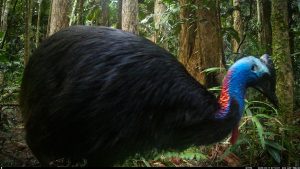 Camera Traps - May 2025
