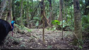 Camera Traps - May 2025