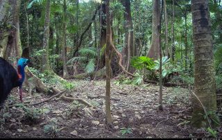 Camera Traps - May 2025