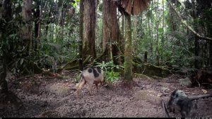 Camera Traps - June 2025