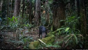 Camera Traps - June 2025