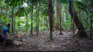 Camera Traps - June 2025
