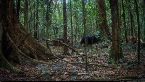 Camera Traps - June 2025