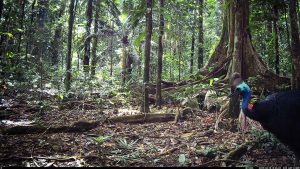 Camera Traps - June 2025