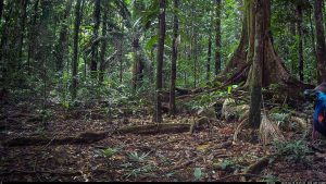 Camera Traps - June 2025