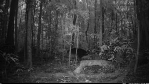 Camera Traps - May 2025