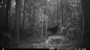 Camera Traps - May 2025