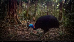 Camera Traps - May 2025