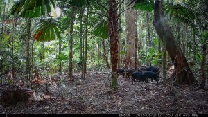 Camera Traps - June 2025