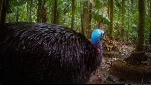 Camera Traps - June 2025