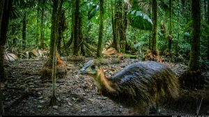 Camera Traps - May 2025