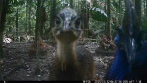 Camera Traps - May 2025