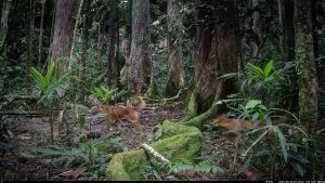 Camera Traps - May 2025