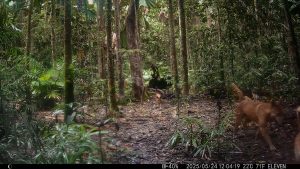 Camera Traps - May 2025
