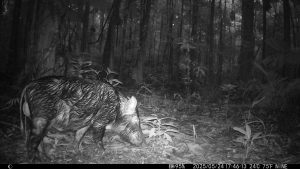 Camera Traps - May 2025