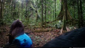 Camera Traps - May 2025