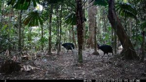 Camera Traps - June 2025