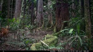 Camera Traps - June 2025