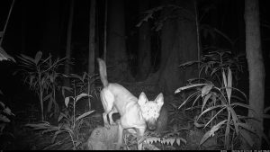 Camera Traps - June 2025