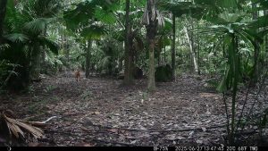 Camera Traps - June 2025