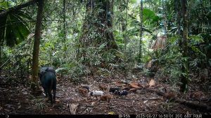 Camera Traps - June 2025