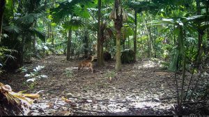Camera Traps - May 2025