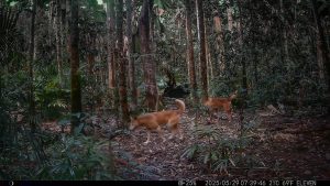 Camera Traps - May 2025