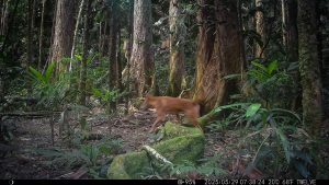 Camera Traps - May 2025