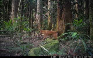 Camera Traps - May 2025