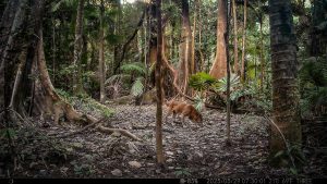 Camera Traps - May 2025