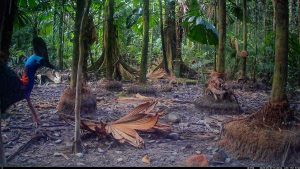 Camera Traps - May 2025
