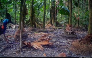 Camera Traps - May 2025