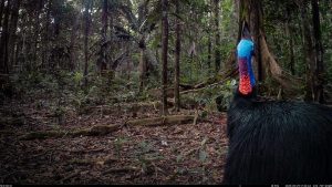 Camera Traps - May 2025