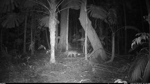 Camera Traps - May 2025