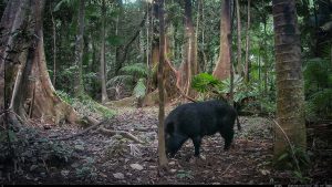 Camera Traps - May 2025