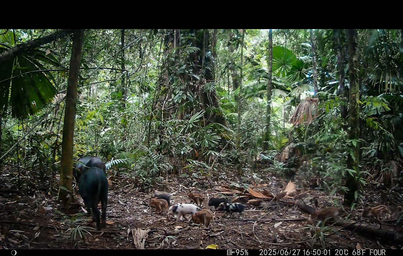 Camera Traps - June 2025