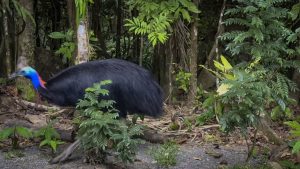 Camera Traps - June 2025