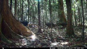 Camera Traps - July 2025