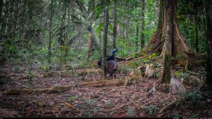 Camera Traps - July 2025