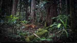 Camera Traps - July 2025