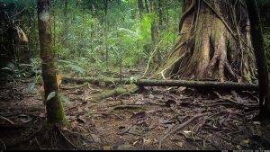 Camera Traps - July 2025