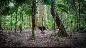 Camera Traps - July 2025