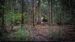 Camera Traps - July 2025