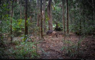 Camera Traps - July 2025