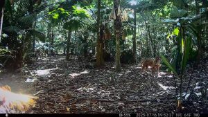 Camera Traps - July 2025