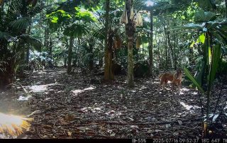 Camera Traps - July 2025