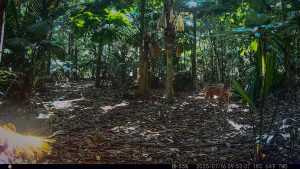 Camera Traps - July 2025