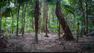 Camera Traps - July 2025