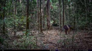 Camera Traps - July 2025